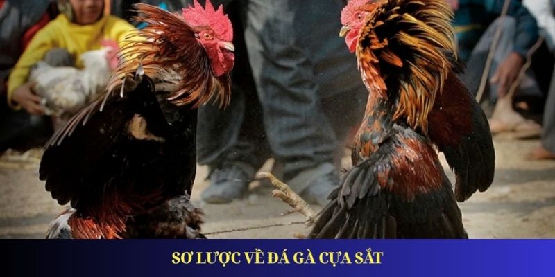 Đá Gà Cựa Sắt - Xu Hướng Giải Trí Được Ưa Chuộng Nhất 2025 Sơ lược về đá gà cựa sắt