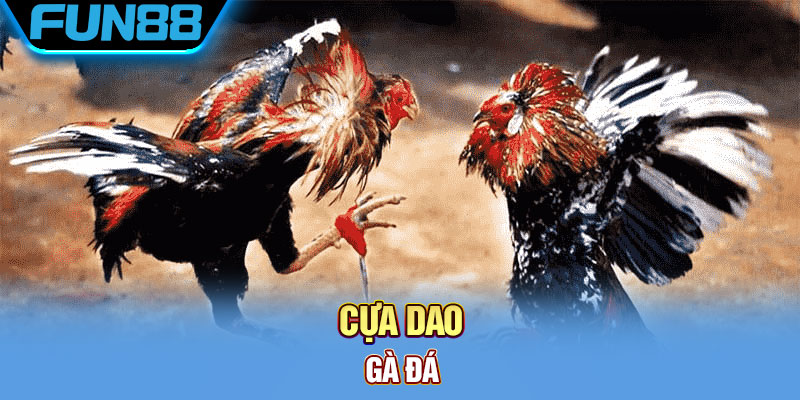Cựa Dao Gà Đá Là Gì? Khám Phá Về Thiên Đường Đá Gà Cực Chất Cua Dao Ga Da