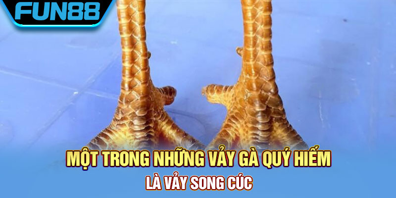 Vảy Gà Quý - Tổng Hợp Một Số Loại Vảy Chất Lượng Hiện Nay Một trong những vảy gà quý hiếm là vảy song cúc